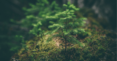 Direct debit travel card, Currensea, now even greener